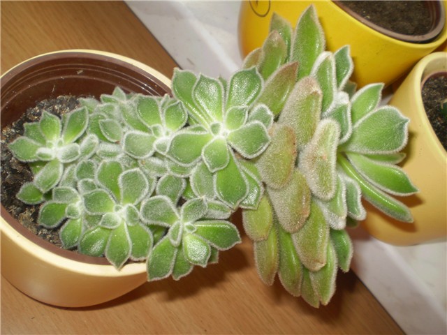 echeveria